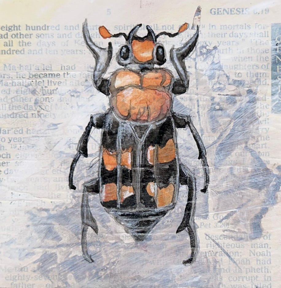 Jeanette Staley American Burying Beetle 1