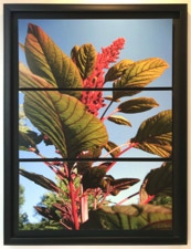 Spaulding Dunbar  Anjali Light