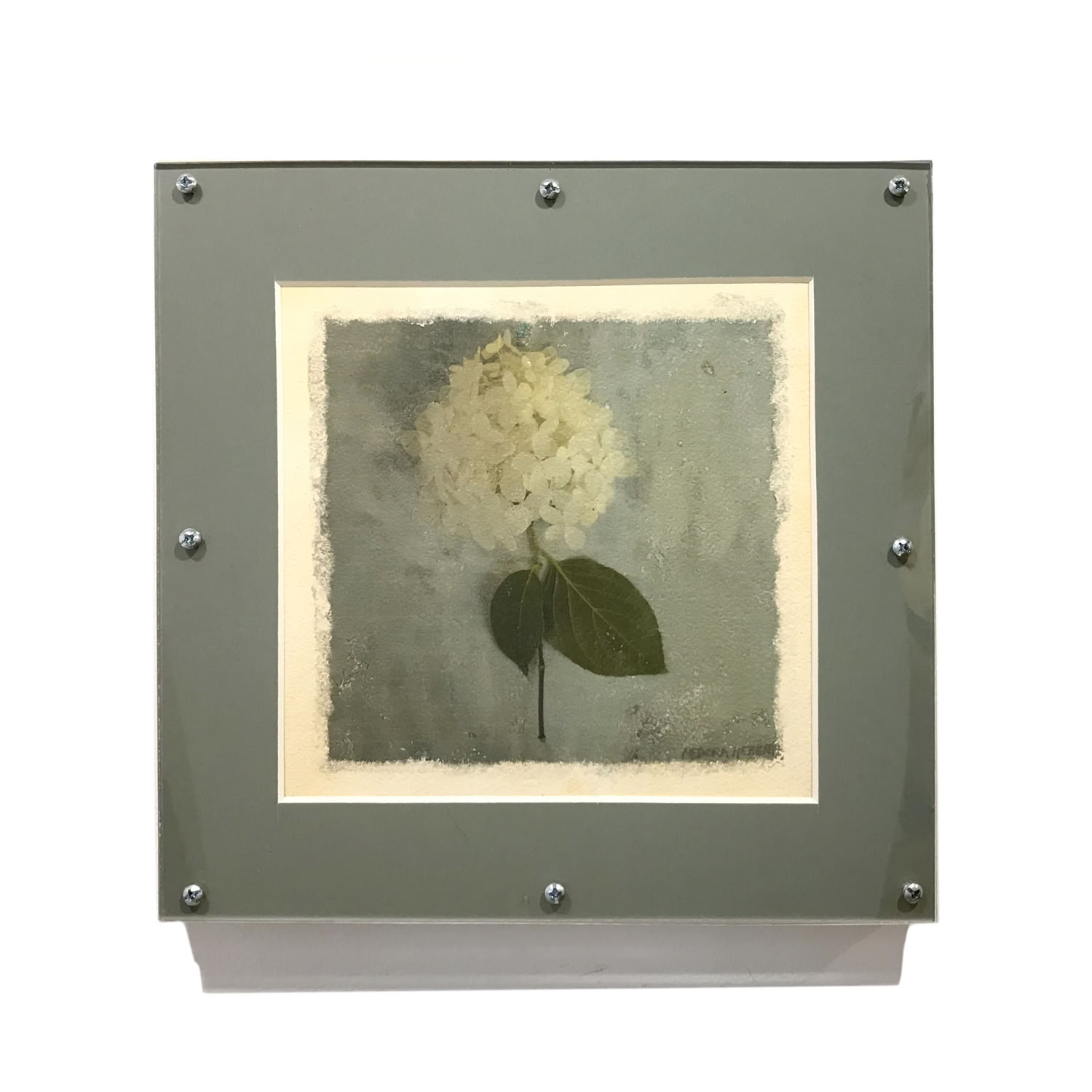 medora-hebert-hydrangea-transfer