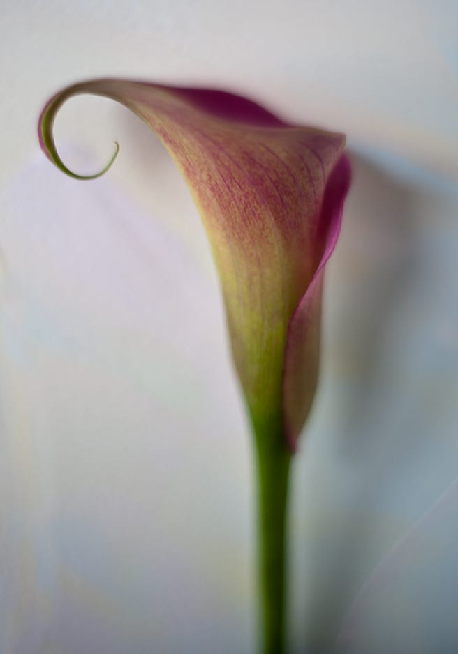 Medora Hebert Calla Lily