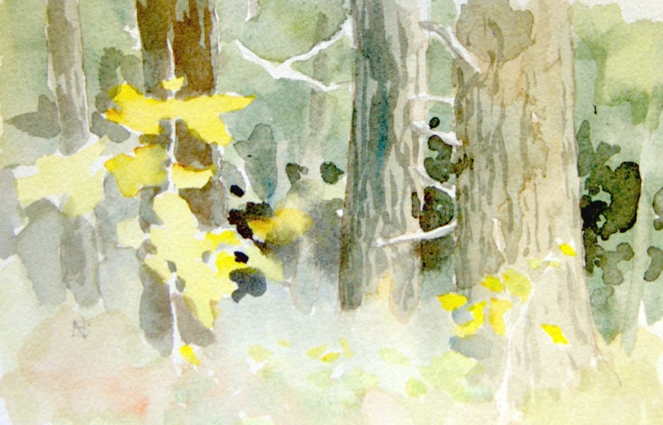 Norris-Brown baby-beech.