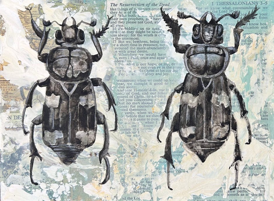 Jeanette Staley American Burying Beetles