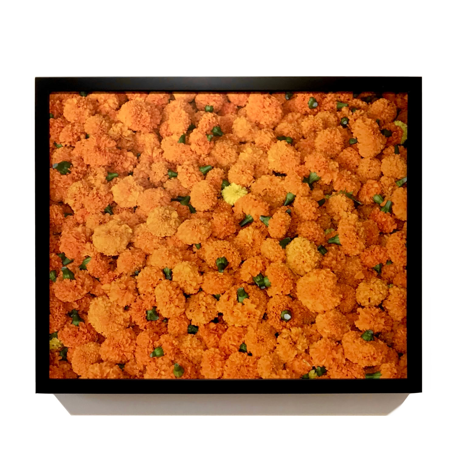 spaulding-dunbar_dominant-gene