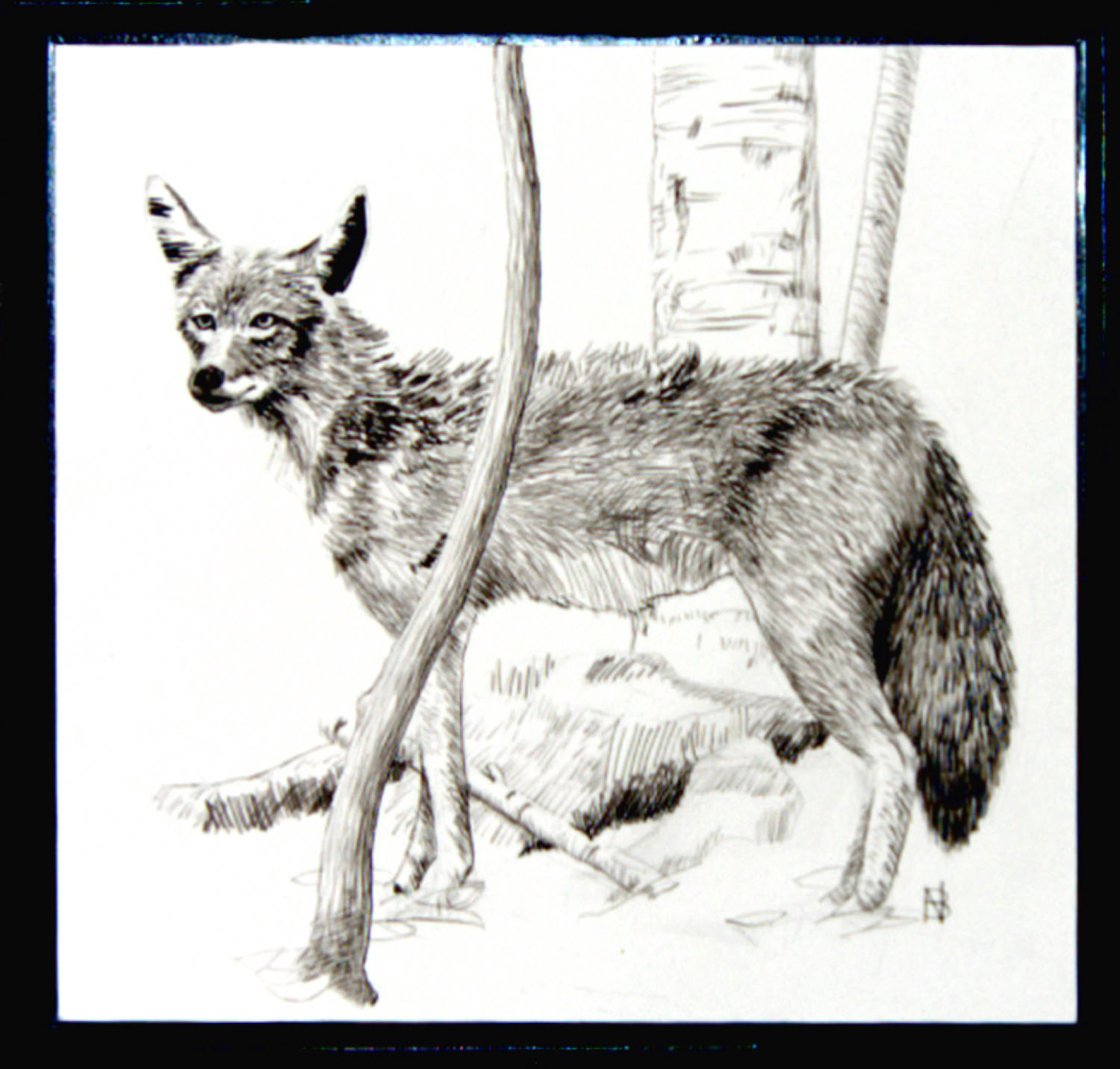 Charles Norris-Brown Coyote