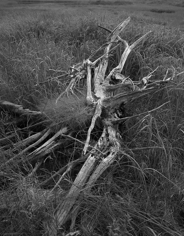 Len Emery Driftwood I