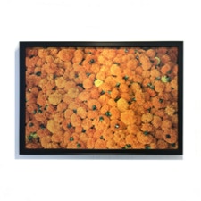 Spaulding Dunbar  Dominant Gene