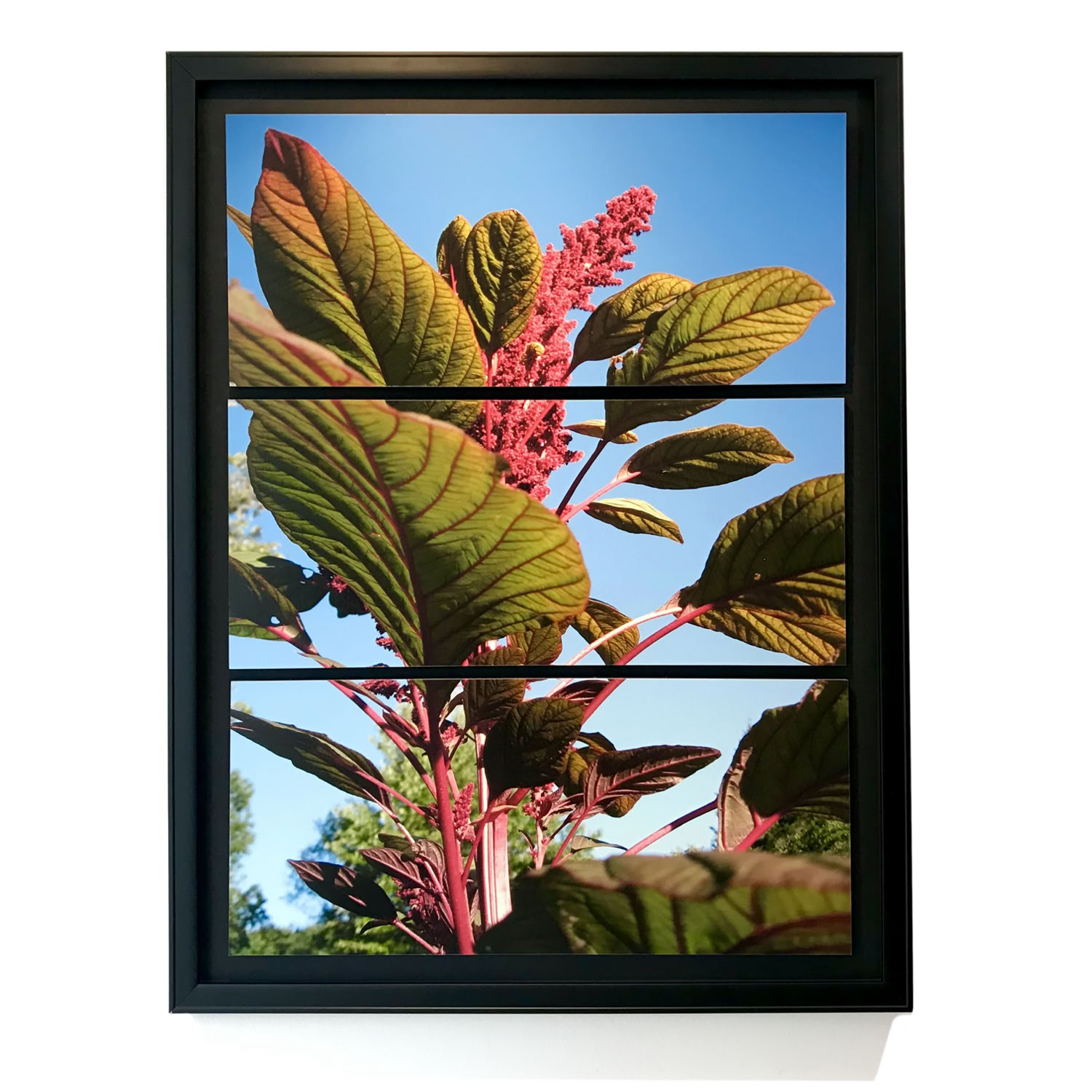 spaulding-dunbar_anjali-light