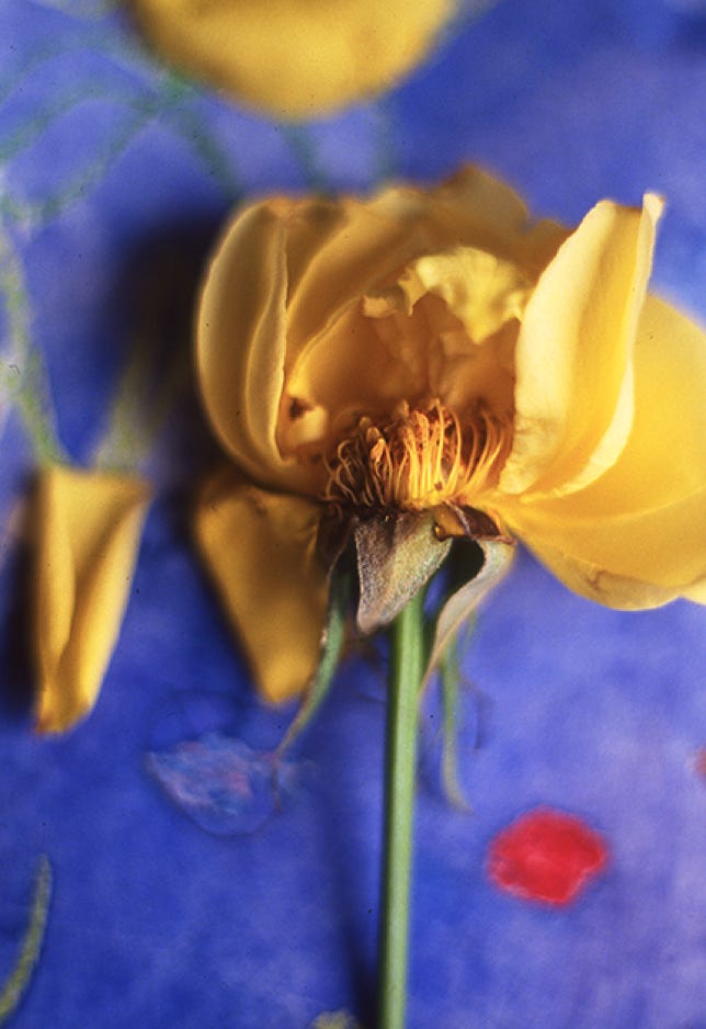 Medora Hebert Yellow Rose