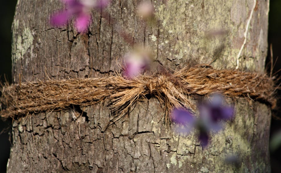 spaulding-dunbar_tree-knot