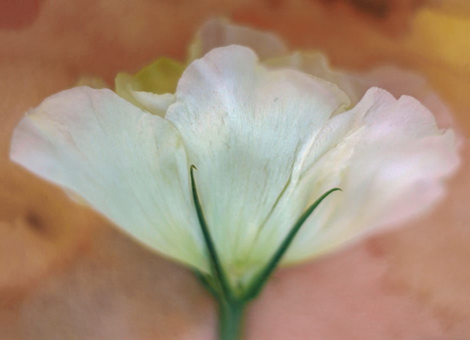 Medora Hebert White Poppy