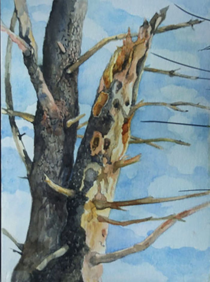 Jean Cannon Woodpecker Tree