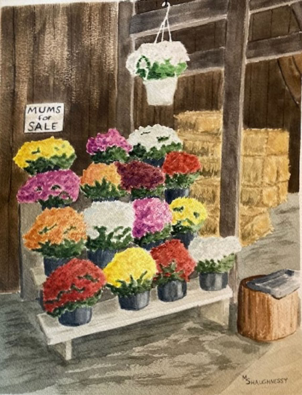 Marianne Shaughnessy Mums for Sale