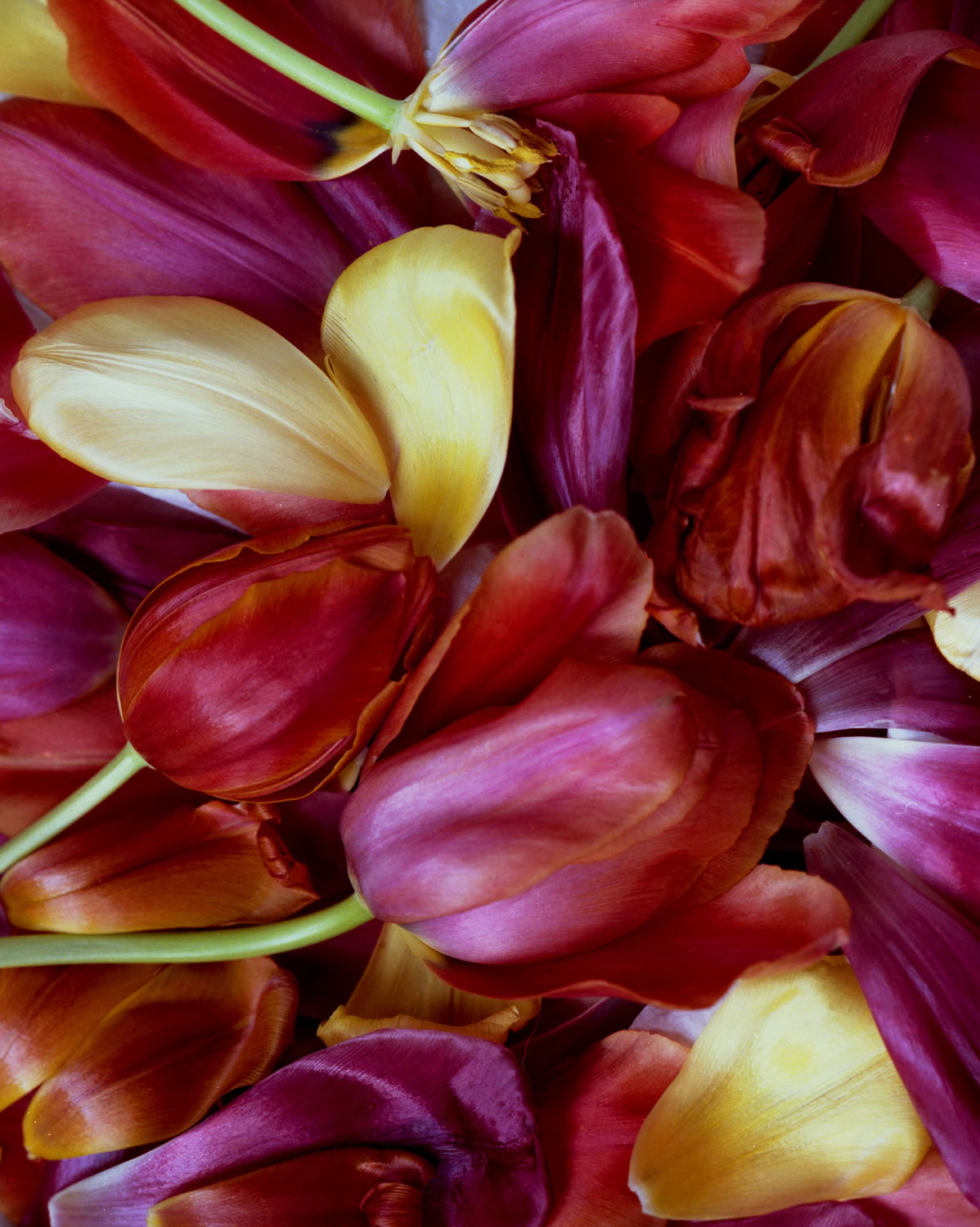 maurine-sutter_spring-splendor