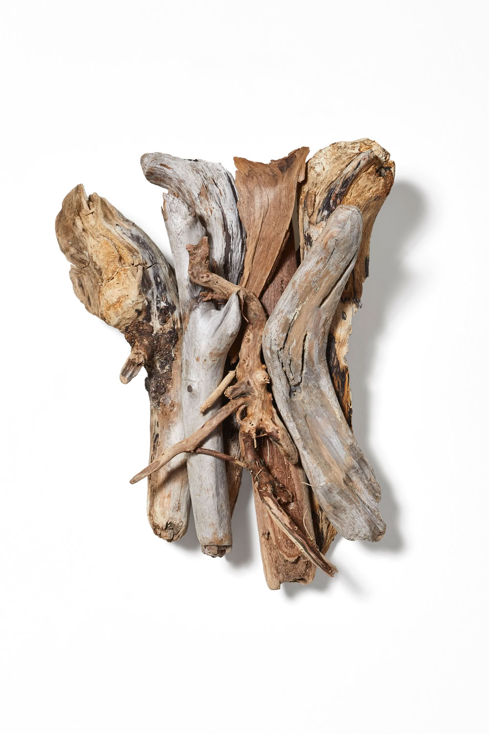 Phyllis Rosser Shadowy Cedars