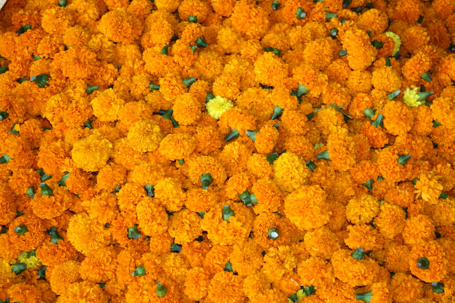 Spaulding Dunbar Dominant Gene 2017 Original print: archival ink on archival paper vacuum mounted on 3/16 in Gator Board with UV Luster film 20 x 30 in 