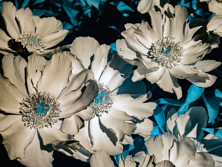 Yevette Hendler Flower Texture Study in IR #1
