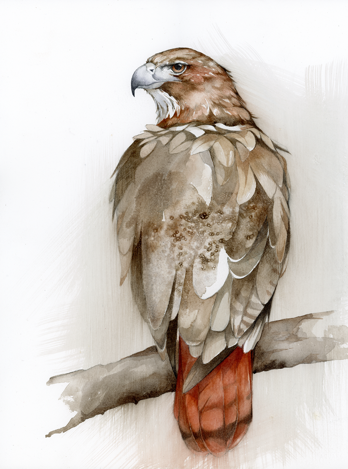 Jennifer Anderson Lifting the Sky (Red Tailed Hawk)