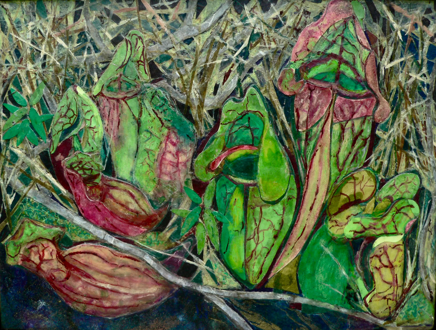 Kim Grall Pitcher Plants 2023